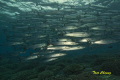   Barracude Sipadan 2011  